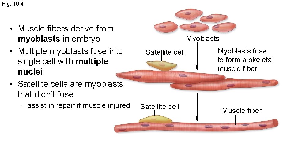 Fig. 10. 4 • Muscle fibers derive from myoblasts in embryo • Multiple myoblasts