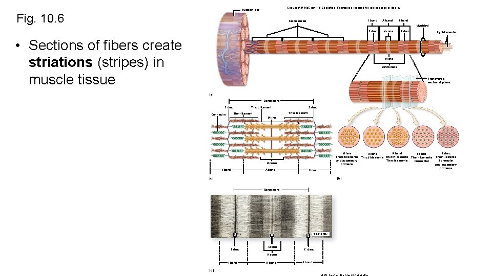 Copyright © Mc. Graw-Hill Education. Permission required for reproduction or display. Muscle fiber Fig.