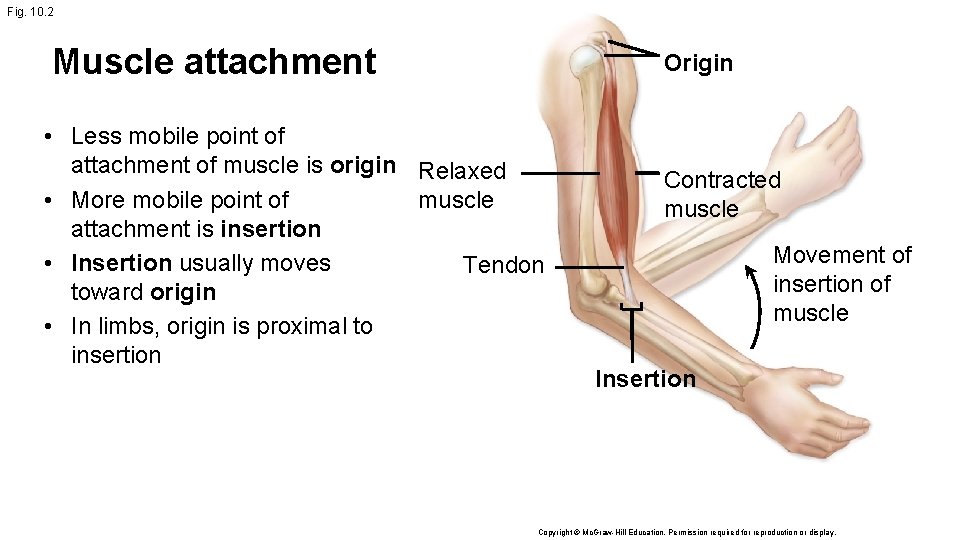 Fig. 10. 2 Muscle attachment Origin • Less mobile point of attachment of muscle