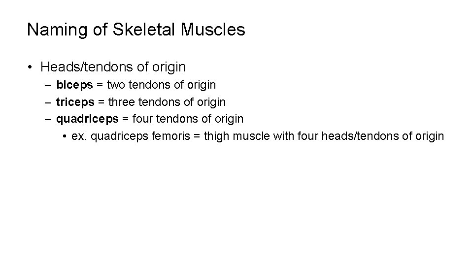 Naming of Skeletal Muscles • Heads/tendons of origin – biceps = two tendons of