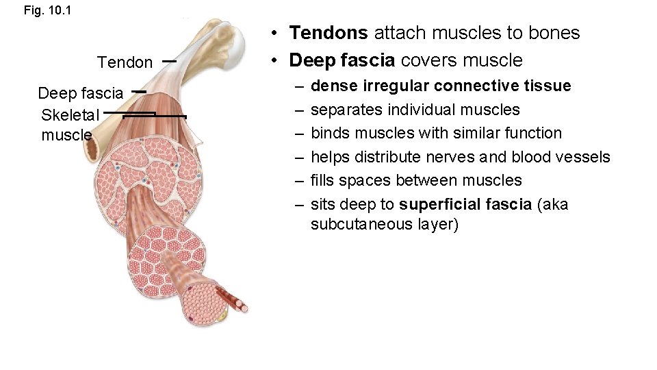 Fig. 10. 1 Tendon Deep fascia Skeletal muscle • Tendons attach muscles to bones