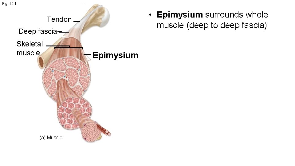 Fig. 10. 1 • Epimysium surrounds whole muscle (deep to deep fascia) Tendon Deep