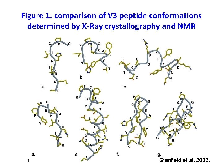 Figure 1: comparison of V 3 peptide conformations determined by X-Ray crystallography and NMR