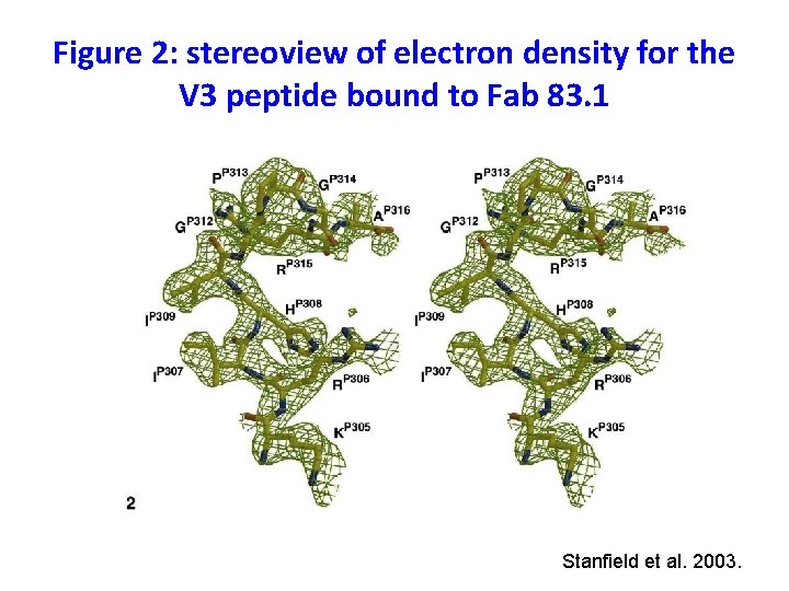 Figure 2: stereoview of electron density for the V 3 peptide bound to Fab