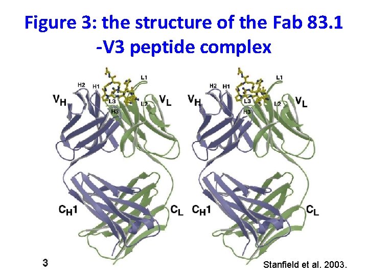 Figure 3: the structure of the Fab 83. 1 -V 3 peptide complex Stanfield
