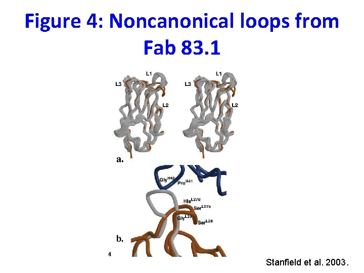 Figure 4: Noncanonical loops from Fab 83. 1 Stanfield et al. 2003. 