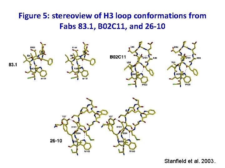 Figure 5: stereoview of H 3 loop conformations from Fabs 83. 1, B 02