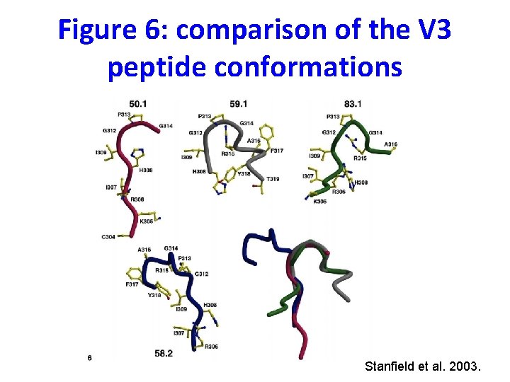 Figure 6: comparison of the V 3 peptide conformations Stanfield et al. 2003. 