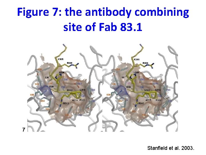 Figure 7: the antibody combining site of Fab 83. 1 Stanfield et al. 2003.