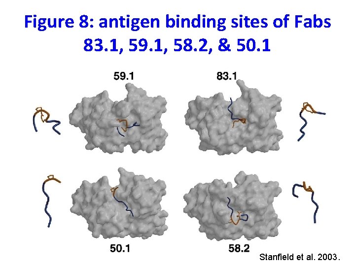 Figure 8: antigen binding sites of Fabs 83. 1, 59. 1, 58. 2, &