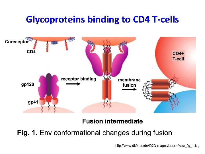 Glycoproteins binding to CD 4 T-cells http: //www. dkfz. de/de/f 020/images/bosch/web_fig_1. jpg 