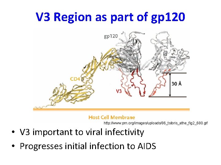 V 3 Region as part of gp 120 http: //www. prn. org/images/uploads/86_tsibris_athe_fig 2_680. gif