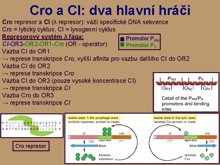 Cro a CI: dva hlavní hráči Cro represor a CI (λ represor): váží specifické