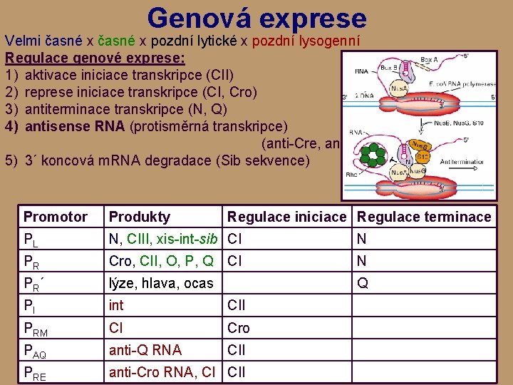 Genová exprese Velmi časné x pozdní lytické x pozdní lysogenní Regulace genové exprese: 1)