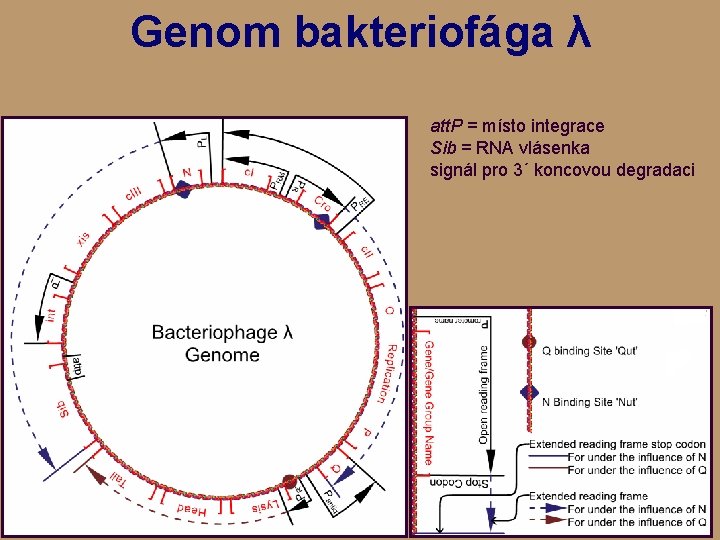 Genom bakteriofága λ att. P = místo integrace Sib = RNA vlásenka signál pro