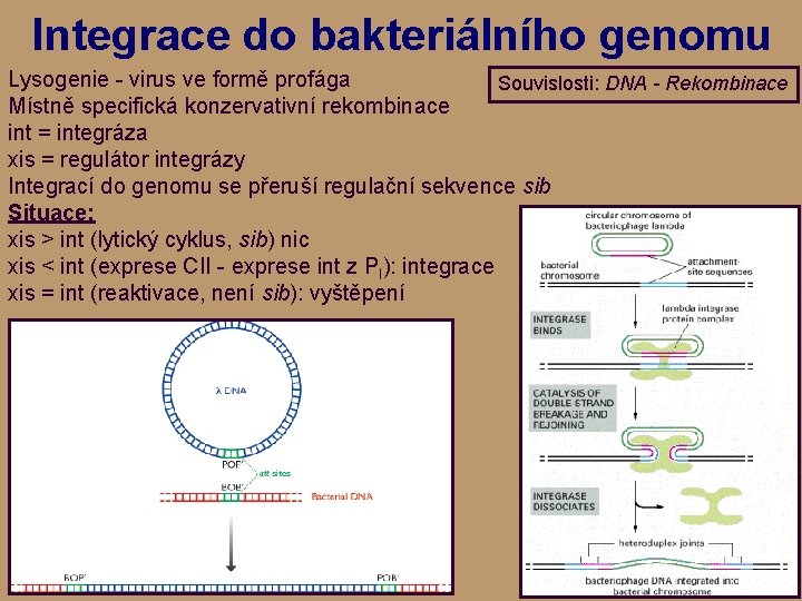 Integrace do bakteriálního genomu Lysogenie - virus ve formě profága Souvislosti: DNA - Rekombinace