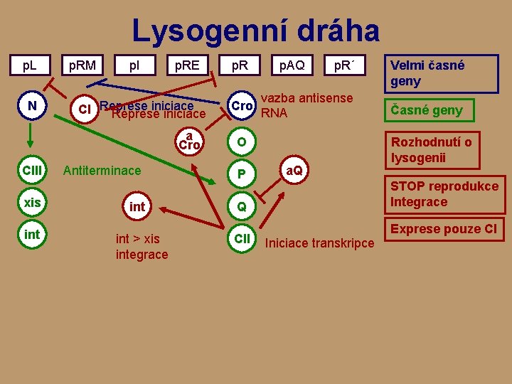 Lysogenní dráha p. L N p. RM p. I p. RE iniciace CI Represe