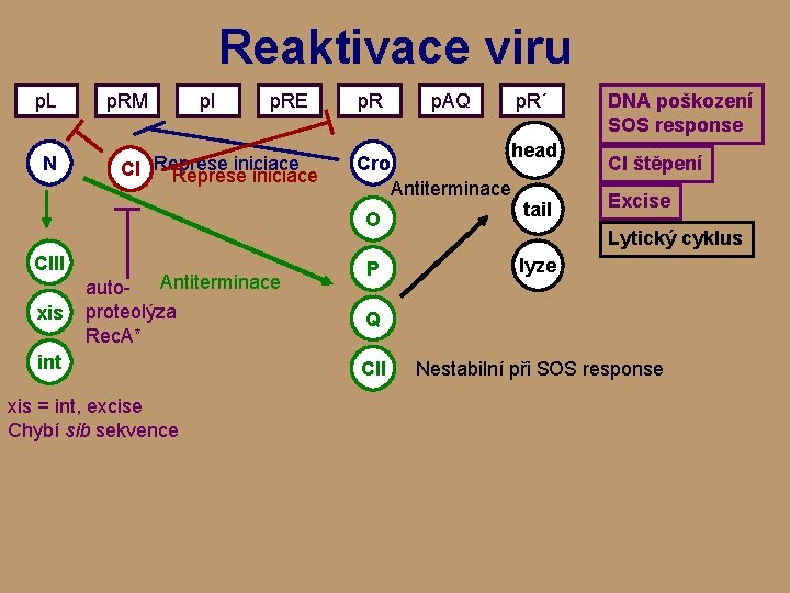 Reaktivace viru p. L N CIII xis p. RM p. I p. RE iniciace