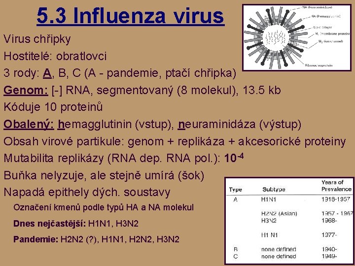 5. 3 Influenza virus Virus chřipky Hostitelé: obratlovci 3 rody: A, B, C (A