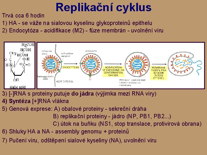 Replikační cyklus Trvá cca 6 hodin 1) HA - se váže na sialovou kyselinu