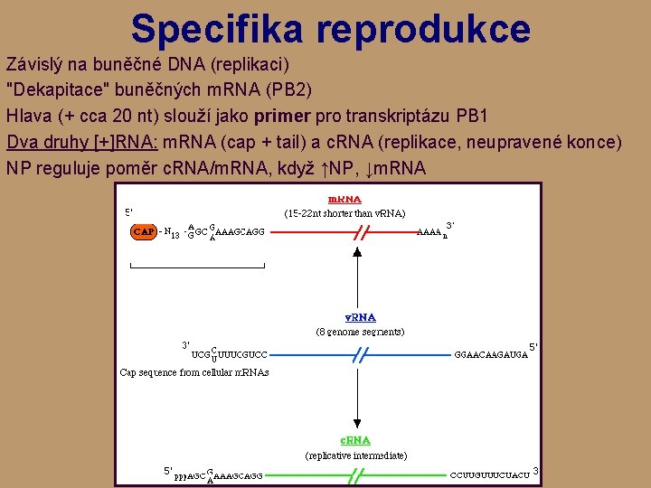 Specifika reprodukce Závislý na buněčné DNA (replikaci) "Dekapitace" buněčných m. RNA (PB 2) Hlava