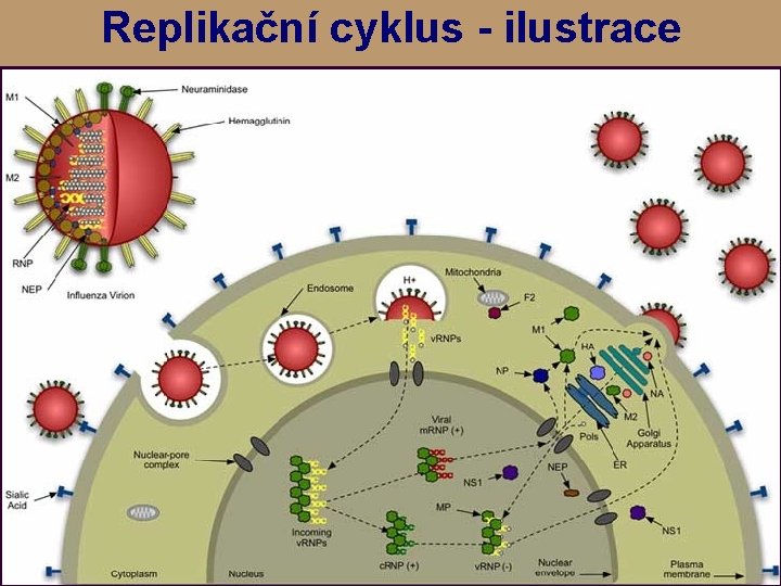 Replikační cyklus - ilustrace 