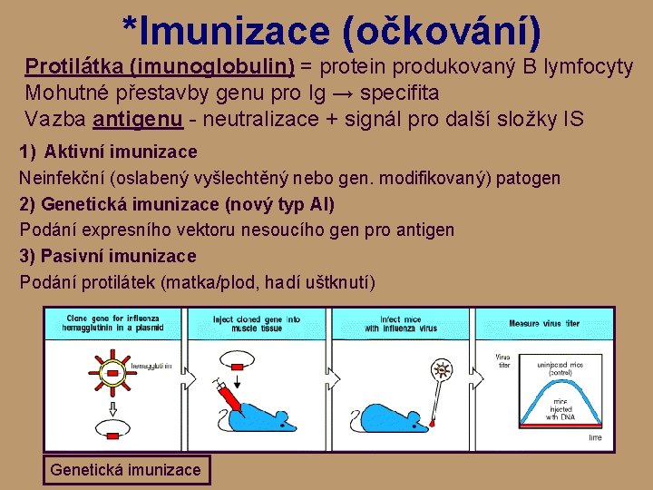 *Imunizace (očkování) Protilátka (imunoglobulin) = protein produkovaný B lymfocyty Mohutné přestavby genu pro Ig