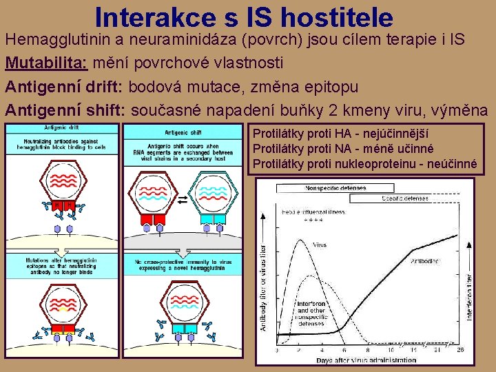 Interakce s IS hostitele Hemagglutinin a neuraminidáza (povrch) jsou cílem terapie i IS Mutabilita: