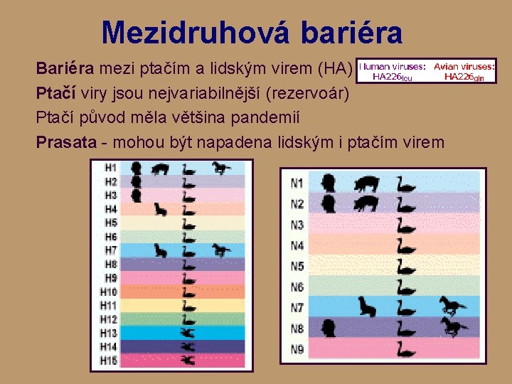 Mezidruhová bariéra Bariéra mezi ptačím a lidským virem (HA) Ptačí viry jsou nejvariabilnější (rezervoár)