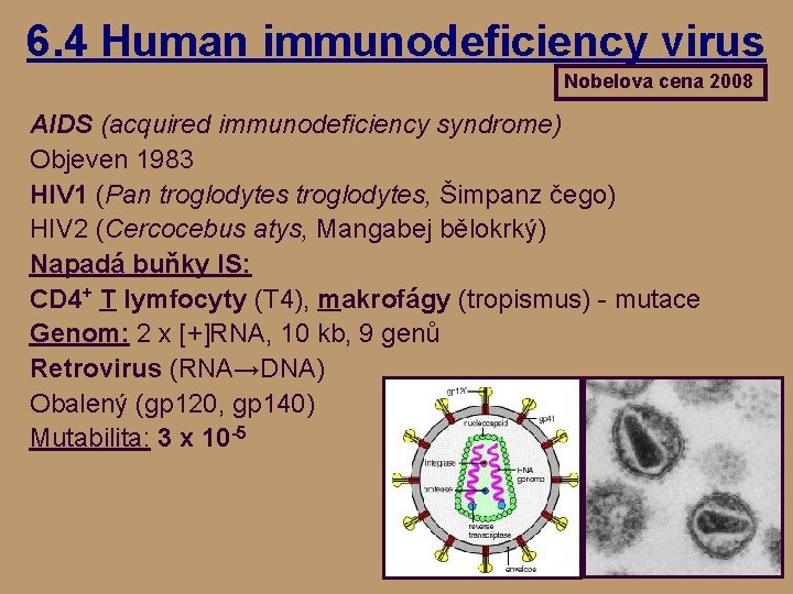6. 4 Human immunodeficiency virus Nobelova cena 2008 AIDS (acquired immunodeficiency syndrome) Objeven 1983