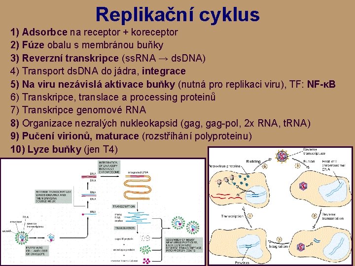 Replikační cyklus 1) Adsorbce na receptor + koreceptor 2) Fúze obalu s membránou buňky