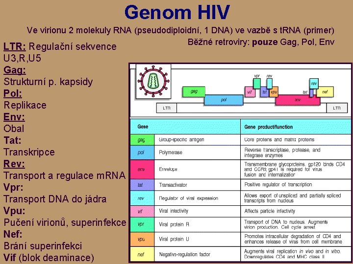 Genom HIV Ve virionu 2 molekuly RNA (pseudodiploidní, 1 DNA) ve vazbě s t.