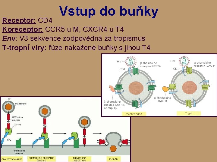 Vstup do buňky Receptor: CD 4 Koreceptor: CCR 5 u M, CXCR 4 u