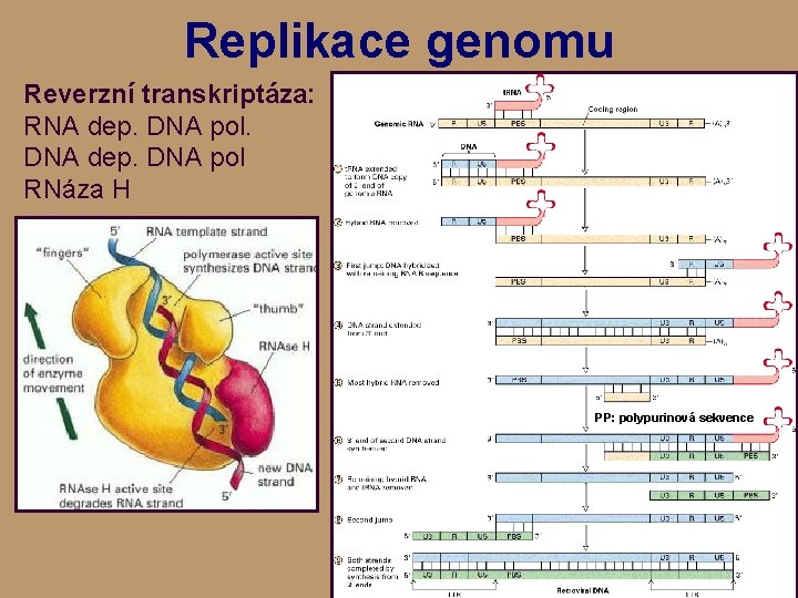 Replikace genomu Reverzní transkriptáza: RNA dep. DNA pol. DNA dep. DNA pol RNáza H