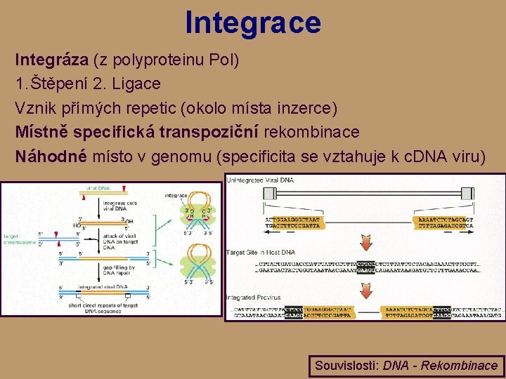 Integrace Integráza (z polyproteinu Pol) 1. Štěpení 2. Ligace Vznik přímých repetic (okolo místa