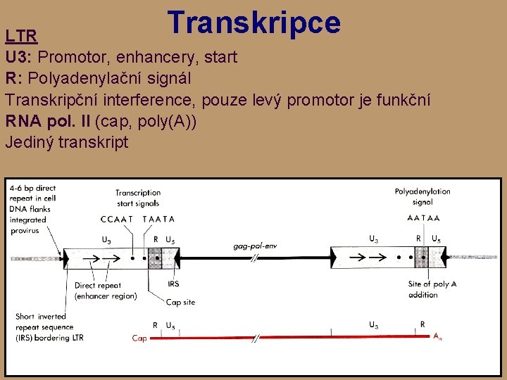 Transkripce LTR U 3: Promotor, enhancery, start R: Polyadenylační signál Transkripční interference, pouze levý