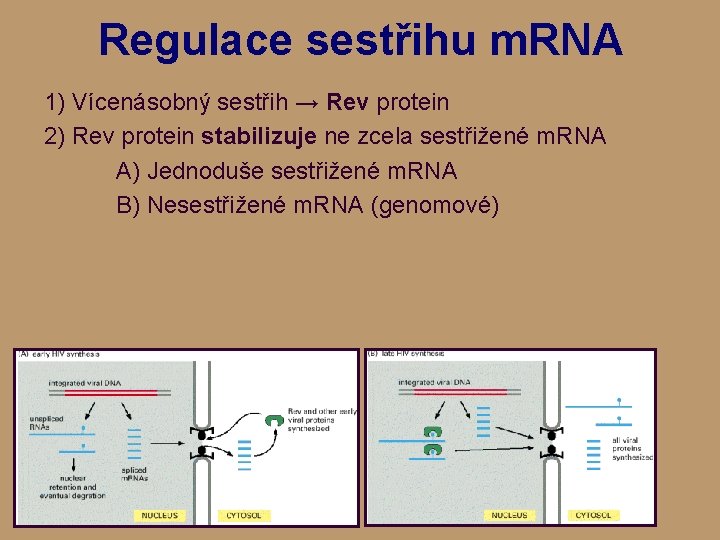 Regulace sestřihu m. RNA 1) Vícenásobný sestřih → Rev protein 2) Rev protein stabilizuje