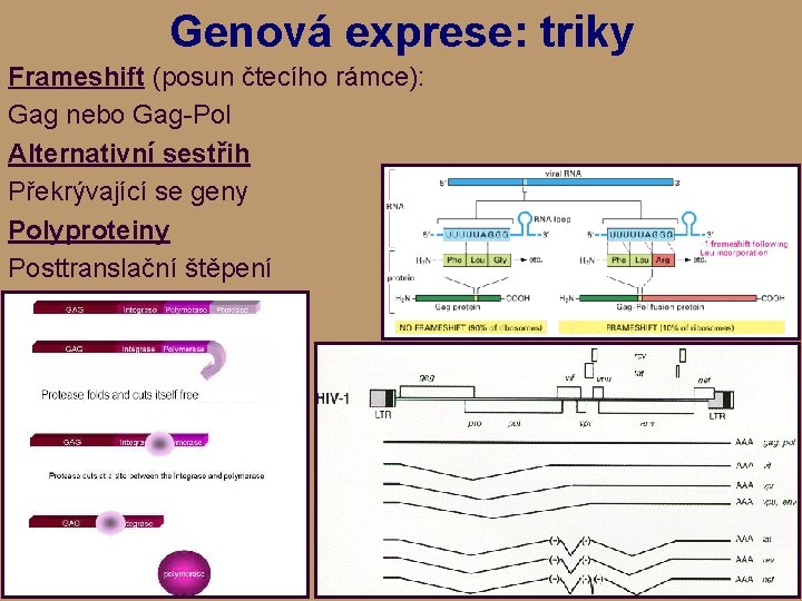 Genová exprese: triky Frameshift (posun čtecího rámce): Gag nebo Gag-Pol Alternativní sestřih Překrývající se