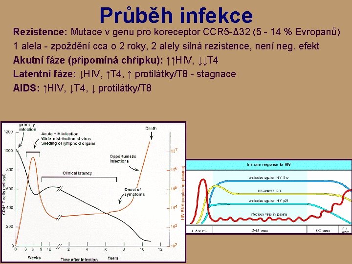 Průběh infekce Rezistence: Mutace v genu pro koreceptor CCR 5 -Δ 32 (5 -