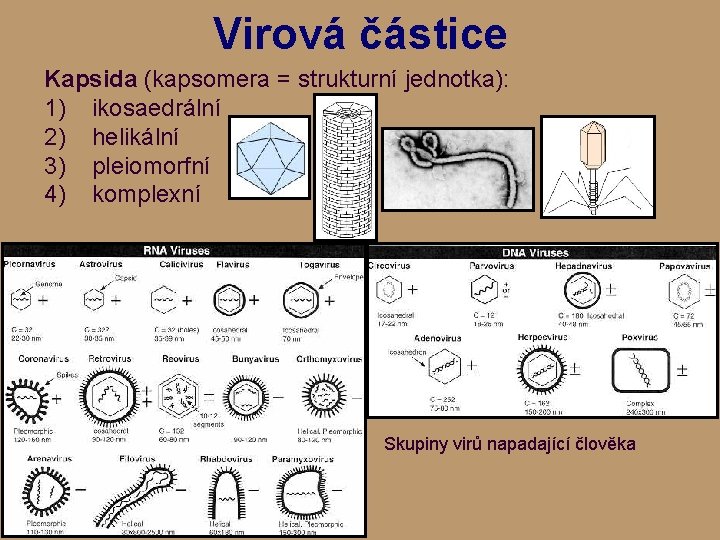 Virová částice Kapsida (kapsomera = strukturní jednotka): 1) ikosaedrální 2) helikální 3) pleiomorfní 4)