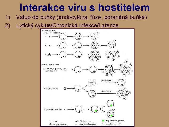 Interakce viru s hostitelem 1) 2) Vstup do buňky (endocytóza, fúze, poraněná buňka) Lytický
