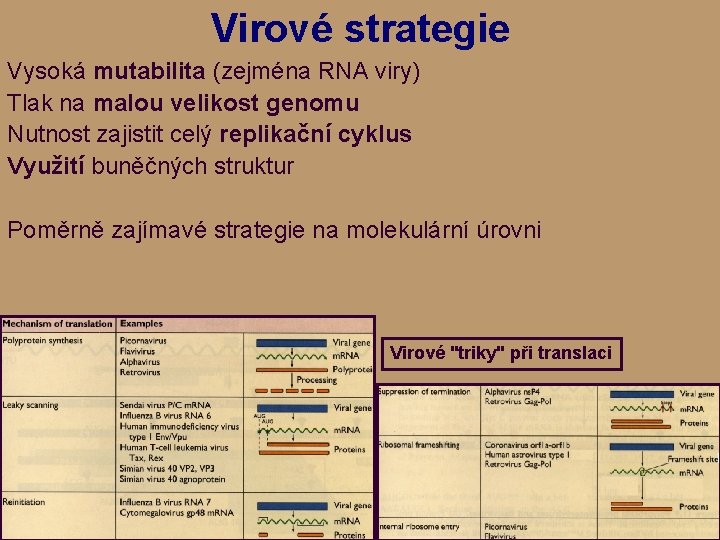 Virové strategie Vysoká mutabilita (zejména RNA viry) Tlak na malou velikost genomu Nutnost zajistit