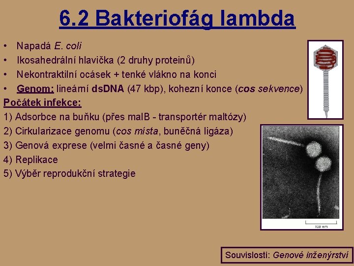 6. 2 Bakteriofág lambda • Napadá E. coli • Ikosahedrální hlavička (2 druhy proteinů)