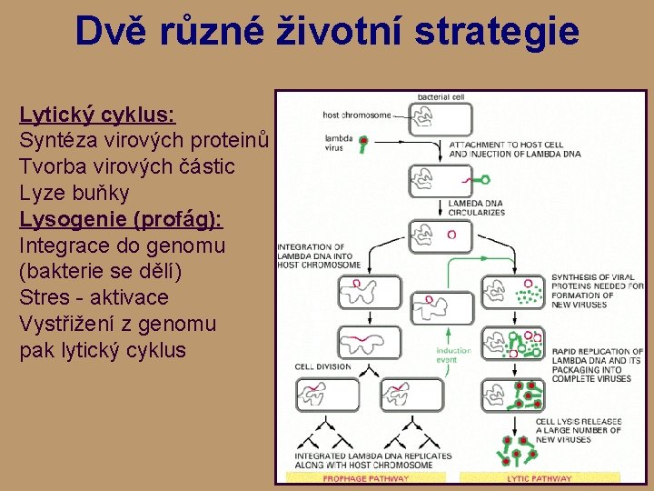 Dvě různé životní strategie Lytický cyklus: Syntéza virových proteinů Tvorba virových částic Lyze buňky