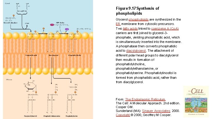 Figure 9. 17 Synthesis of phospholipids Glycerol phospholipids are synthesized in the ER membrane