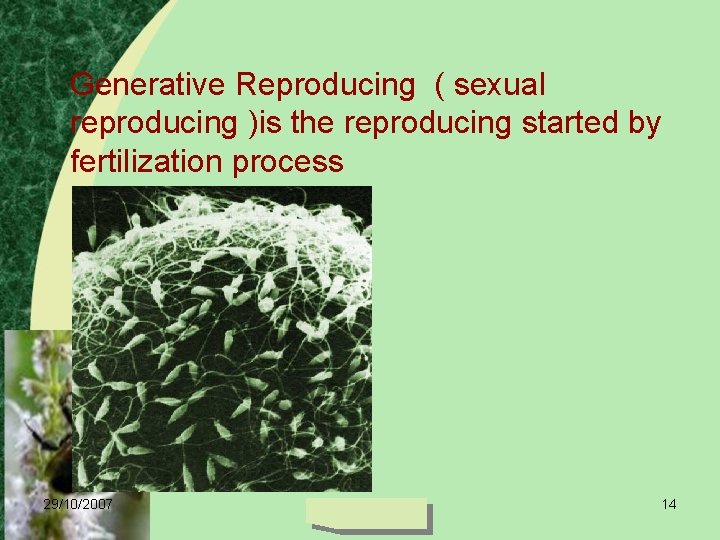 Generative Reproducing ( sexual reproducing )is the reproducing started by fertilization process 29/10/2007 14