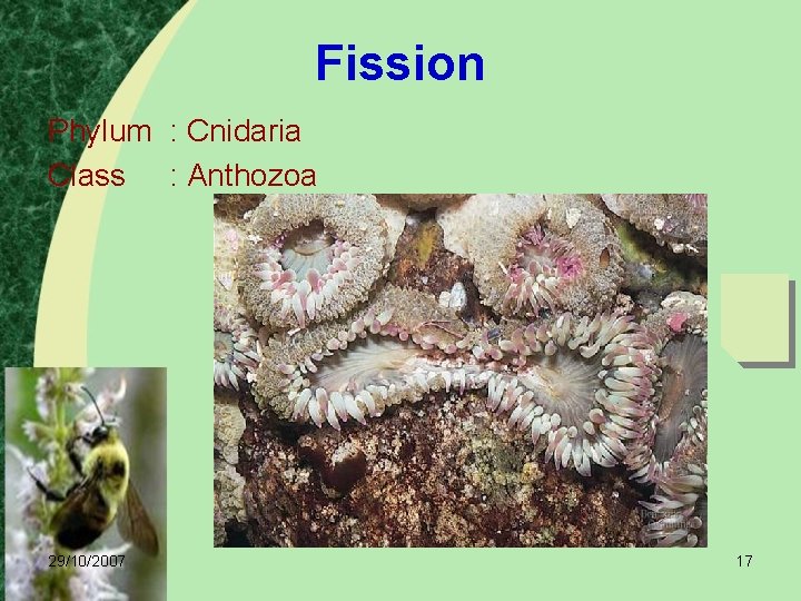 Fission Phylum : Cnidaria Class : Anthozoa 29/10/2007 17 