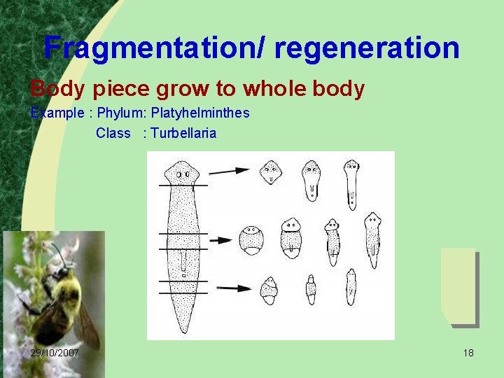 Fragmentation/ regeneration Body piece grow to whole body Example : Phylum: Platyhelminthes Class :