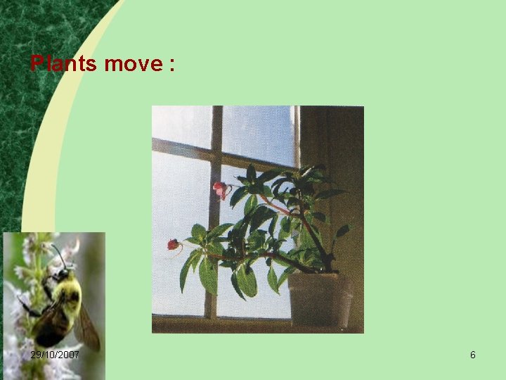 Plants move : 29/10/2007 6 