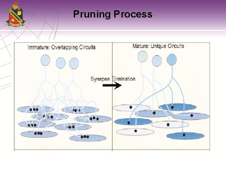 Pruning Process 